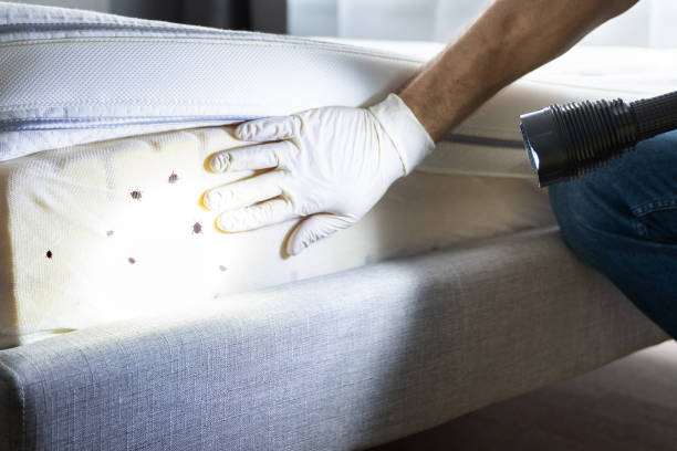 Best Affordable Pest Control Services  in Olive Branch, MS