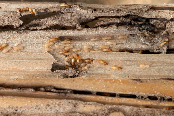 Best Termite Control Services  in Olive Branch, MS